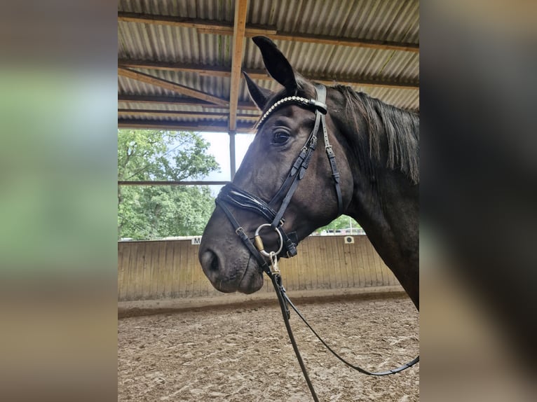 Caballo de deporte alemán Caballo castrado 4 años 178 cm Negro in Lilienthal