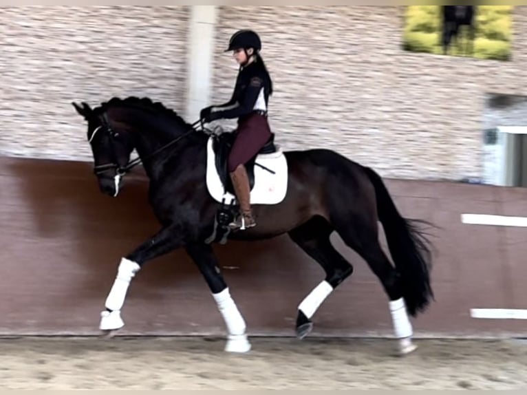 Caballo de deporte alemán Caballo castrado 4 años 180 cm Castaño in Wehringen