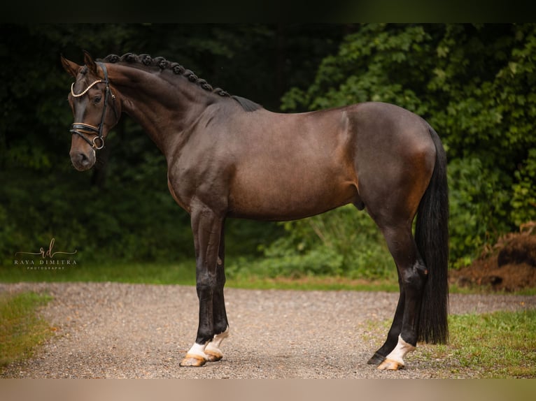 Caballo de deporte alemán Caballo castrado 4 años 180 cm Castaño in Wehringen