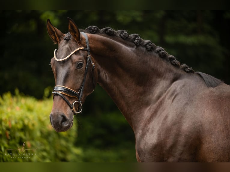 Caballo de deporte alemán Caballo castrado 4 años 180 cm Castaño in Wehringen