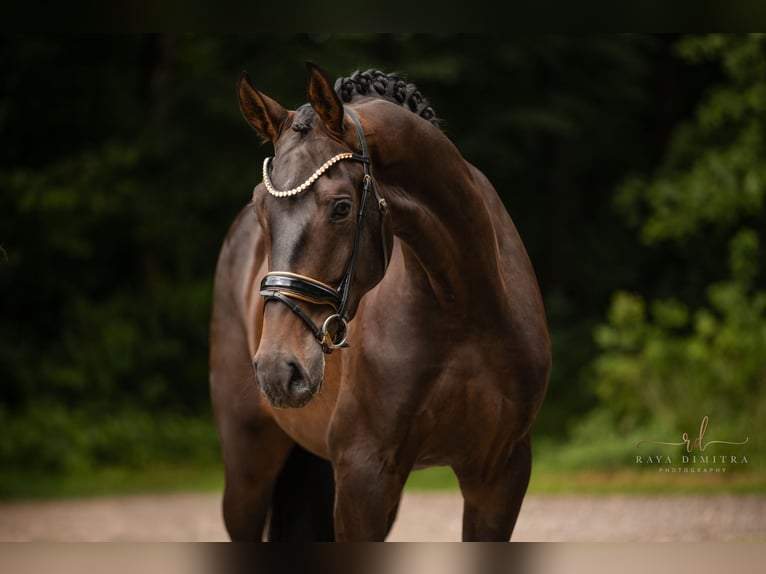 Caballo de deporte alemán Caballo castrado 4 años 180 cm Castaño in Wehringen