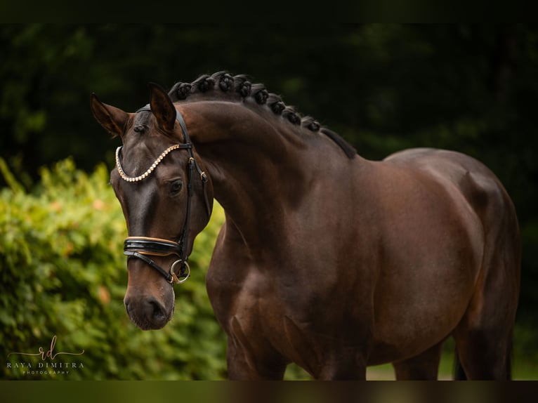 Caballo de deporte alemán Caballo castrado 4 años 180 cm Castaño in Wehringen