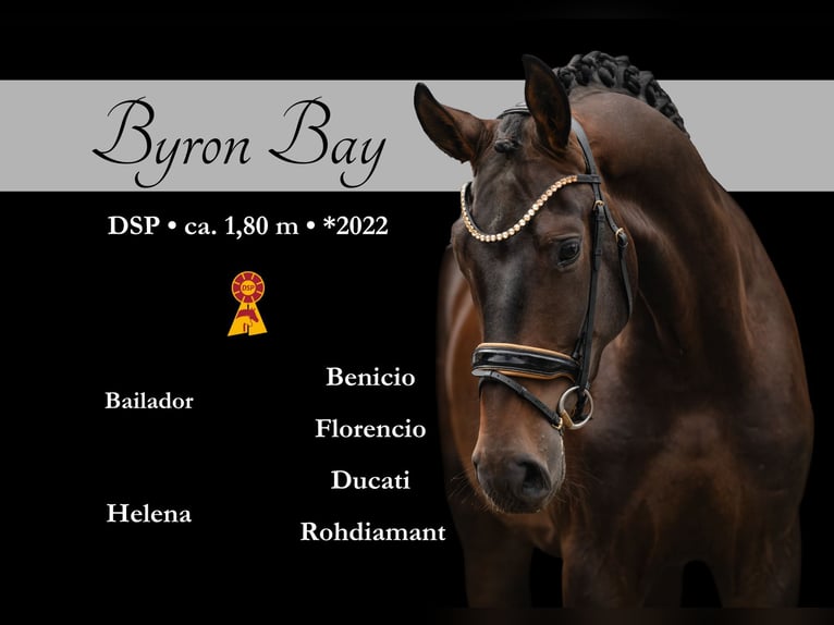 Caballo de deporte alemán Caballo castrado 4 años 180 cm Castaño in Wehringen