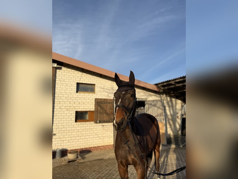Caballo de deporte alemán Caballo castrado 4 años 180 cm Castaño in Grimma