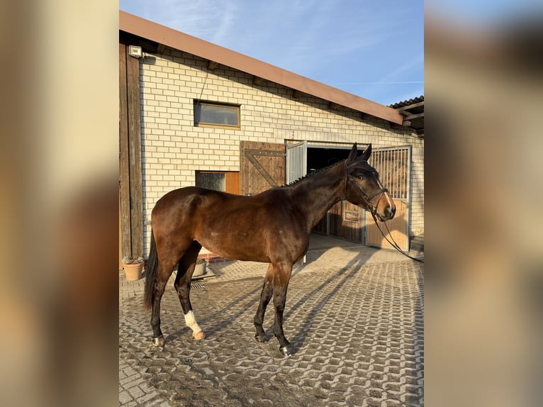 Caballo de deporte alemán Caballo castrado 4 años 180 cm Castaño in Grimma