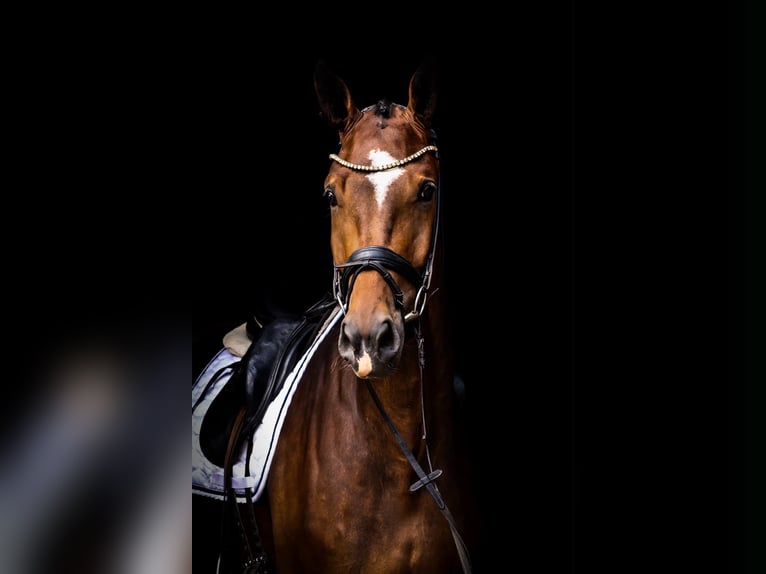 Caballo de deporte alemán Caballo castrado 4 años 180 cm Castaño oscuro in Roßdorf
