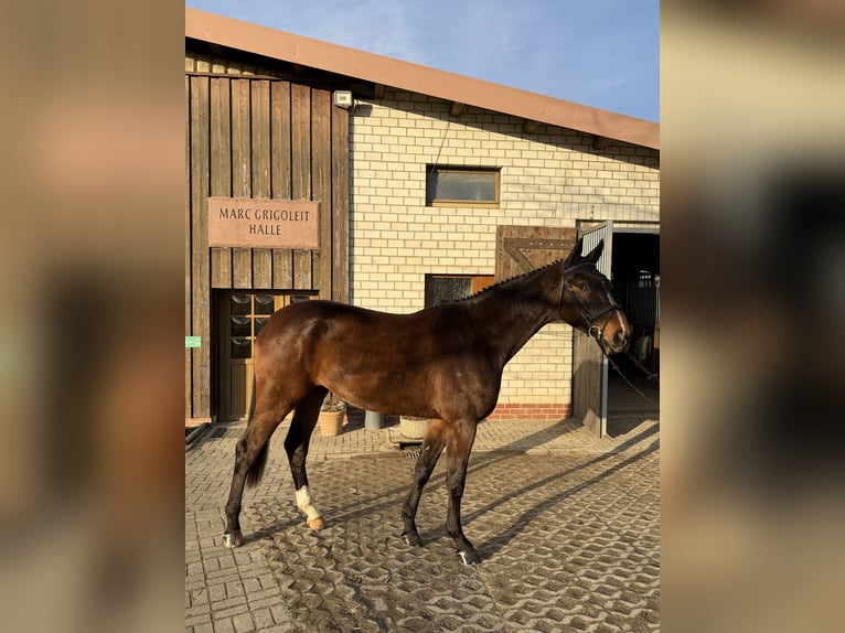Caballo de deporte alemán Caballo castrado 4 años 180 cm Castaño oscuro in Grimma