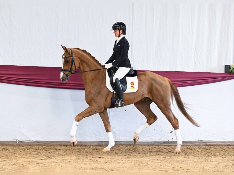 Caballo de deporte alemán Caballo castrado 4 años Alazán in Gomadingen