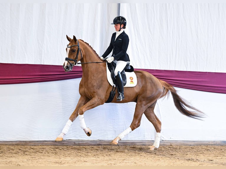 Caballo de deporte alemán Caballo castrado 4 años Alazán in Gomadingen