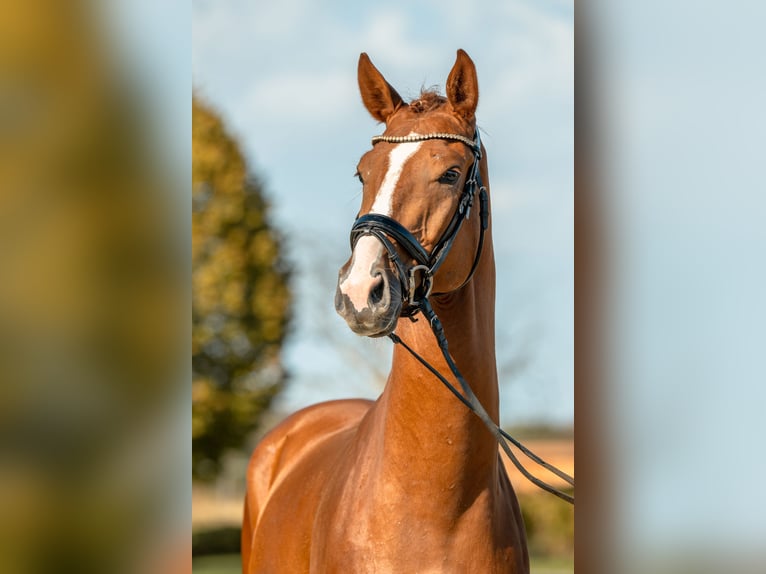 Caballo de deporte alemán Caballo castrado 4 años Alazán in Gomadingen