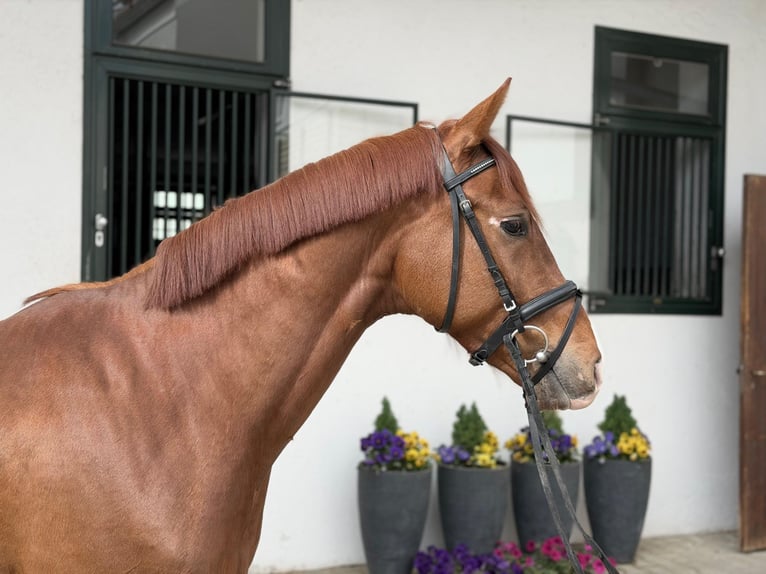 Caballo de deporte alemán Caballo castrado 4 años Alazán in Rottenburg an der Laaber