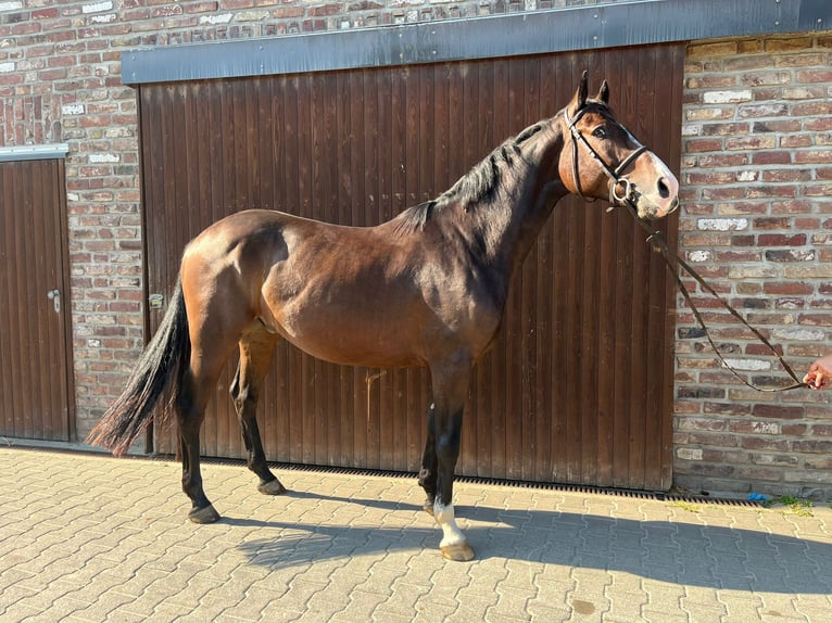 Caballo de deporte alemán Caballo castrado 4 años Castaño oscuro in Grevenbroich