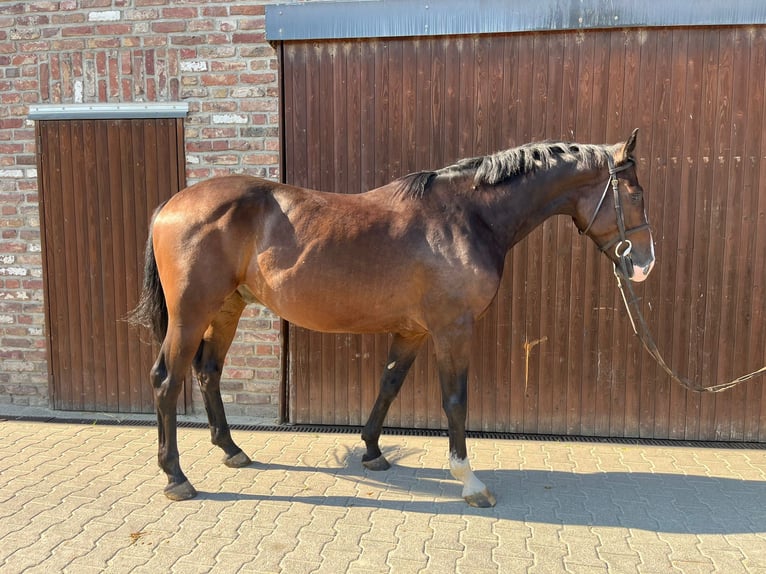 Caballo de deporte alemán Caballo castrado 4 años Castaño oscuro in Grevenbroich