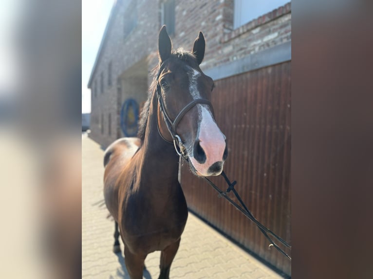 Caballo de deporte alemán Caballo castrado 4 años Castaño oscuro in Grevenbroich