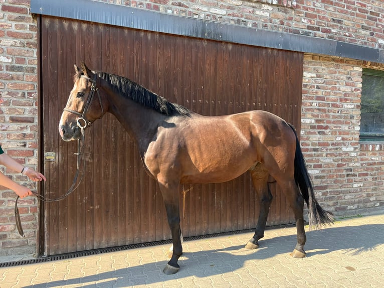 Caballo de deporte alemán Caballo castrado 4 años Castaño oscuro in Grevenbroich