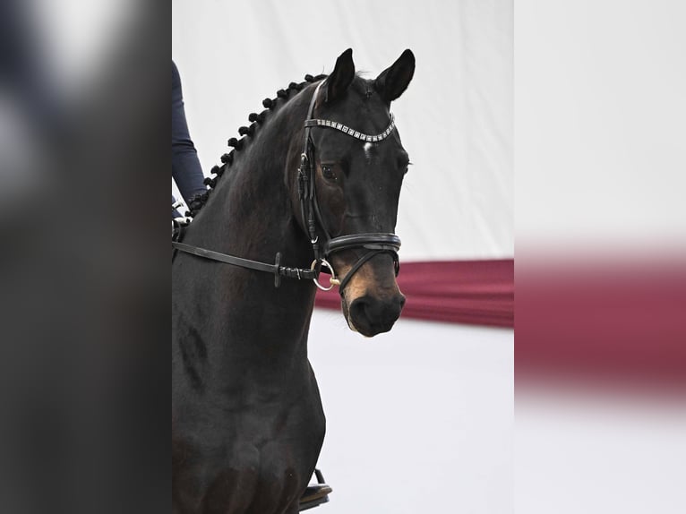 Caballo de deporte alemán Caballo castrado 4 años Morcillo in Gomadingen