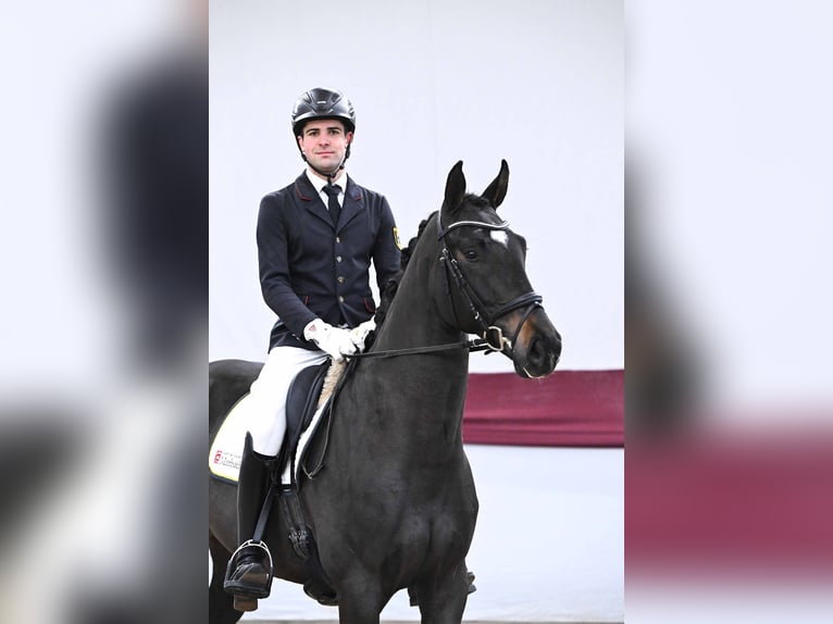 Caballo de deporte alemán Caballo castrado 4 años Morcillo in Gomadingen