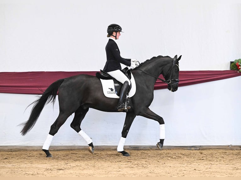 Caballo de deporte alemán Caballo castrado 4 años Negro in Gomadingen