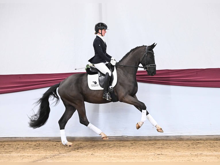 Caballo de deporte alemán Caballo castrado 4 años Negro in Gomadingen