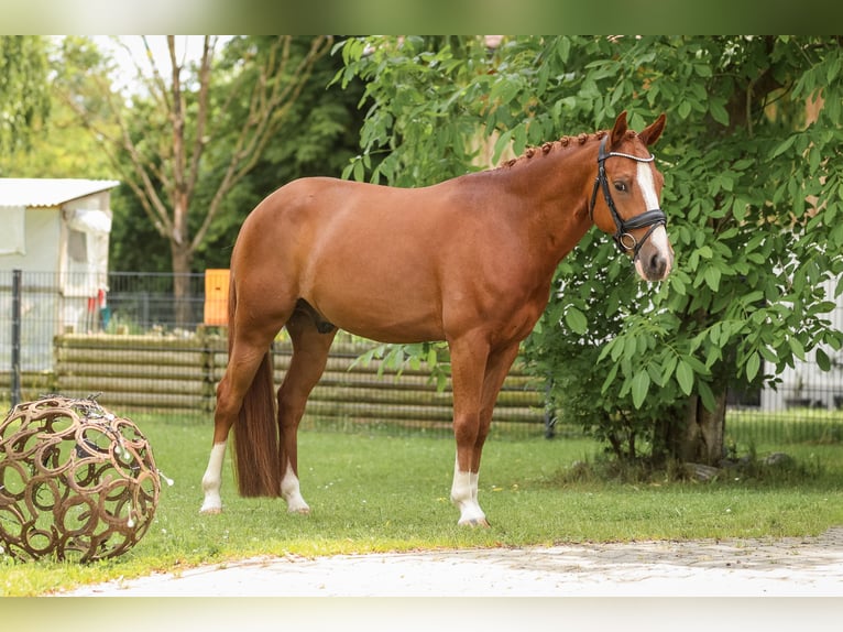 Caballo de deporte alemán Caballo castrado 5 años 146 cm Alazán in Bodenkirchen