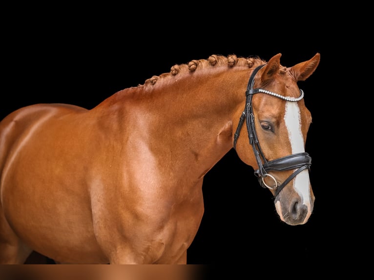 Caballo de deporte alemán Caballo castrado 5 años 146 cm Alazán in Bodenkirchen