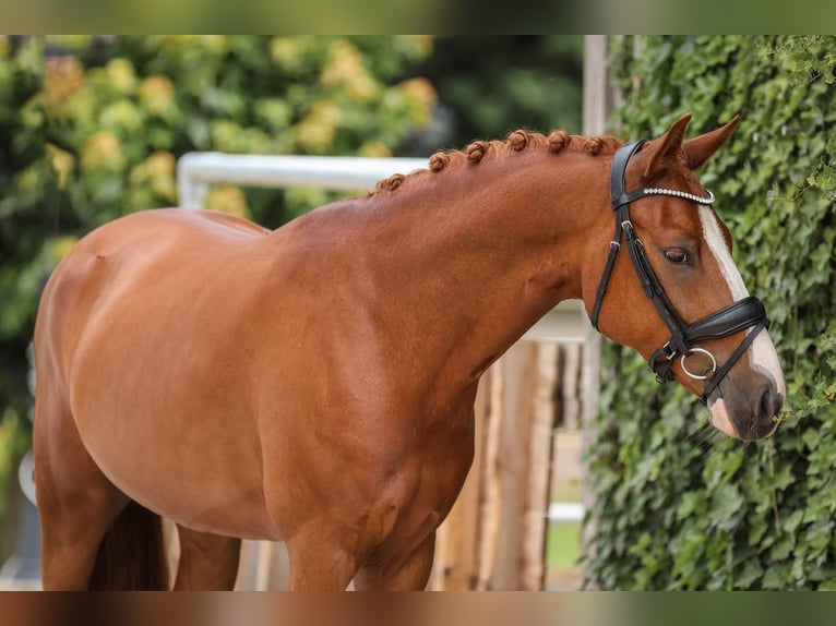 Caballo de deporte alemán Caballo castrado 5 años 146 cm Alazán in Bodenkirchen
