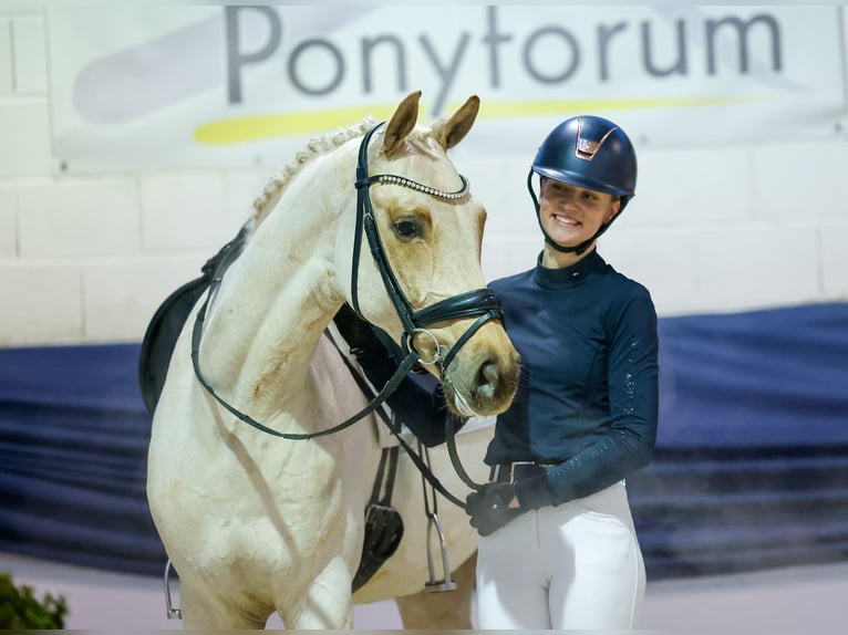 Caballo de deporte alemán Caballo castrado 5 años 158 cm Palomino in Marsberg