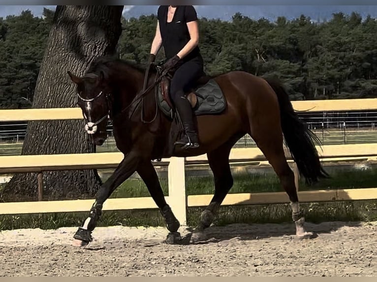 Caballo de deporte alemán Caballo castrado 5 años 160 cm Castaño in Bestensee