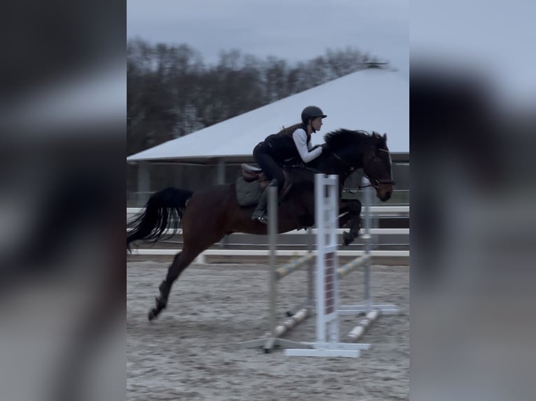 Caballo de deporte alemán Caballo castrado 5 años 160 cm Castaño in Bestensee