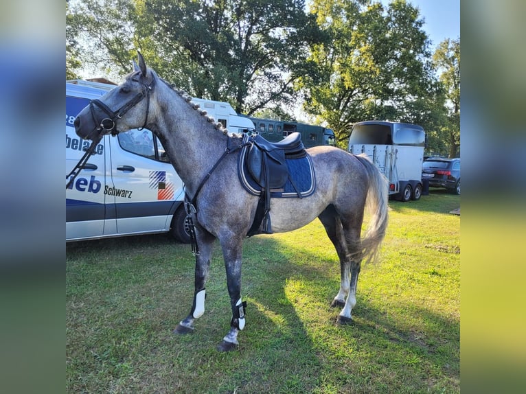 Caballo de deporte alemán Caballo castrado 5 años 160 cm Tordo in Perleberg