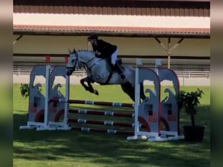 Caballo de deporte alemán Caballo castrado 5 años 160 cm Tordo in Perleberg