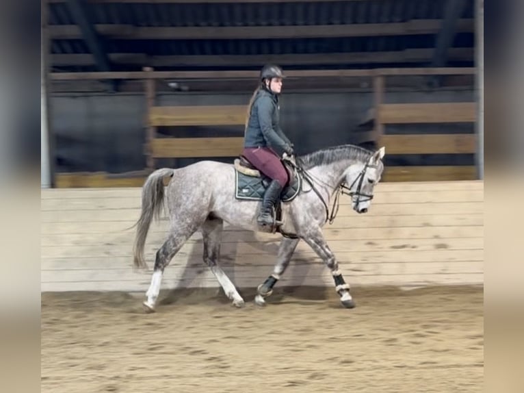 Caballo de deporte alemán Caballo castrado 5 años 160 cm Tordo rodado in Pelmberg