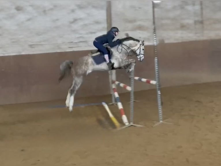Caballo de deporte alemán Caballo castrado 5 años 160 cm Tordo rodado in Pelmberg