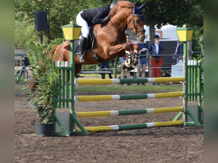 Caballo de deporte alemán Caballo castrado 5 años 162 cm in Brandenburg an der Havel