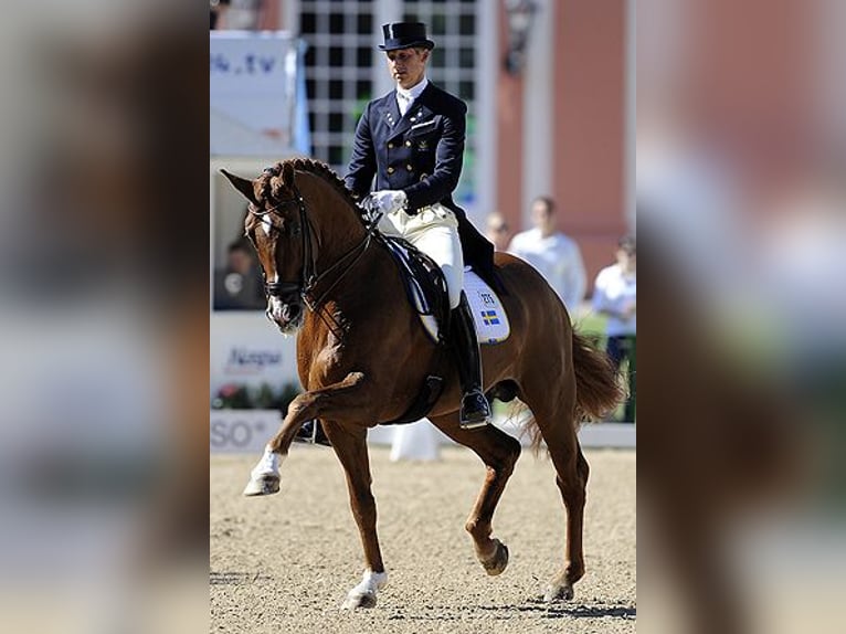 Caballo de deporte alemán Caballo castrado 5 años 162 cm in Brandenburg an der Havel