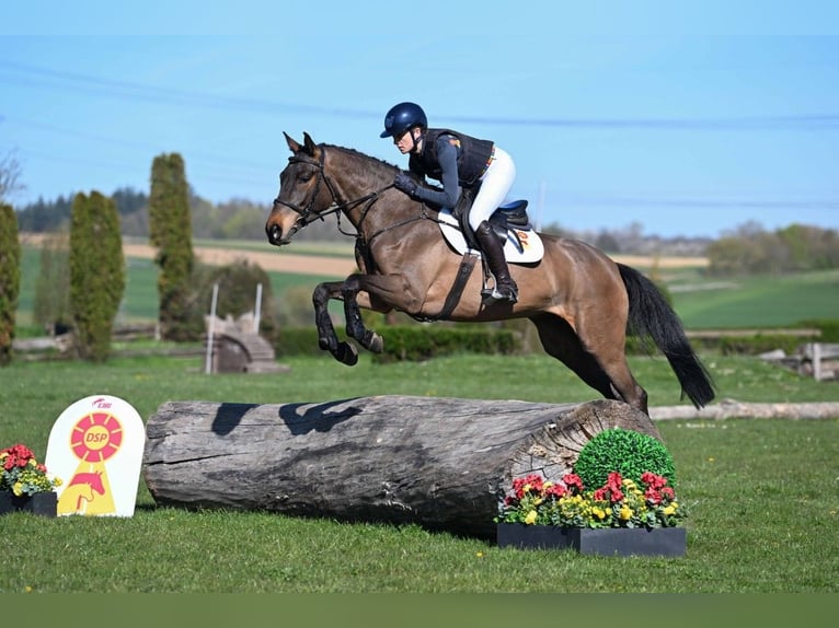 Caballo de deporte alemán Caballo castrado 5 años 162 cm Castaño in Gomadingen