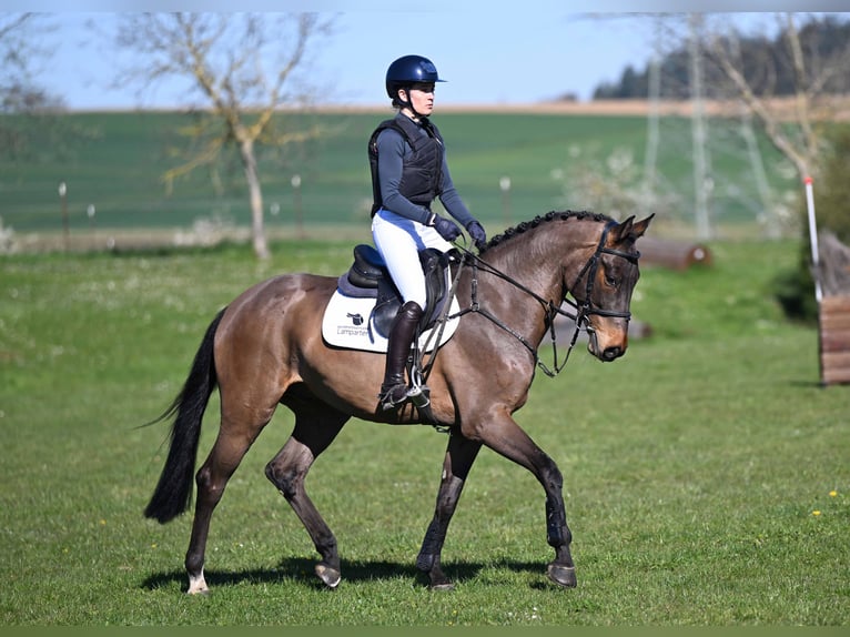 Caballo de deporte alemán Caballo castrado 5 años 162 cm Castaño in Gomadingen