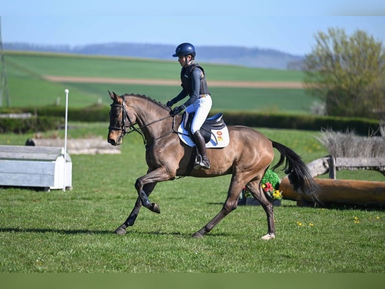 Caballo de deporte alemán Caballo castrado 5 años 162 cm Castaño in Gomadingen