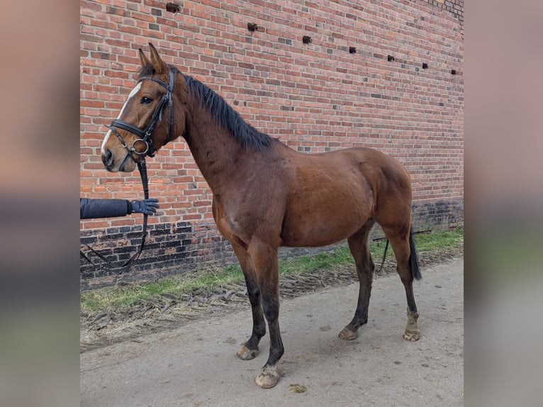 Caballo de deporte alemán Caballo castrado 5 años 162 cm Castaño in Libbesdorf
