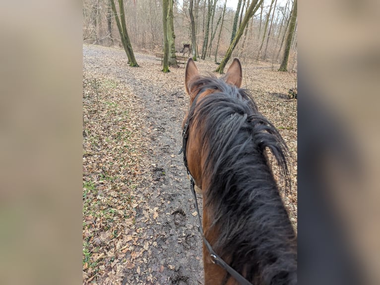 Caballo de deporte alemán Caballo castrado 5 años 162 cm Castaño in Libbesdorf