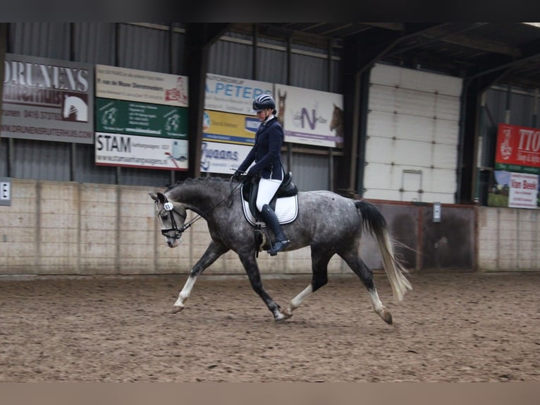 Caballo de deporte alemán Caballo castrado 5 años 163 cm in Wijk en Aalburg