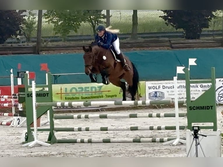 Caballo de deporte alemán Caballo castrado 5 años 163 cm Castaño in Berga- Wünschendorf