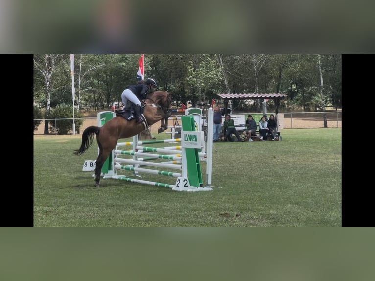 Caballo de deporte alemán Caballo castrado 5 años 163 cm Castaño in Libbesdorf