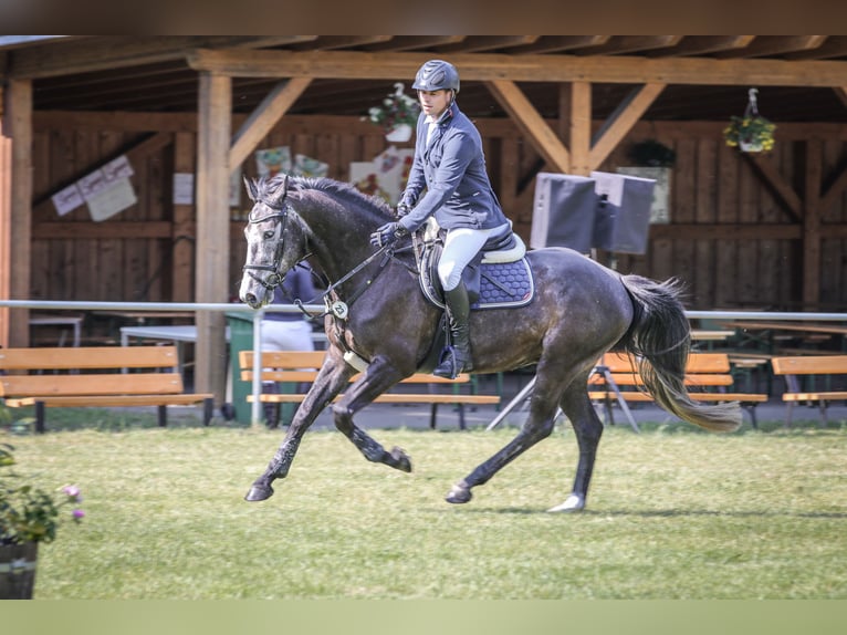 Caballo de deporte alemán Caballo castrado 5 años 163 cm Tordillo negro in Walternienburg