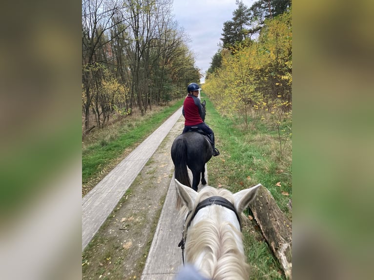 Caballo de deporte alemán Caballo castrado 5 años 163 cm Tordillo negro in Walternienburg