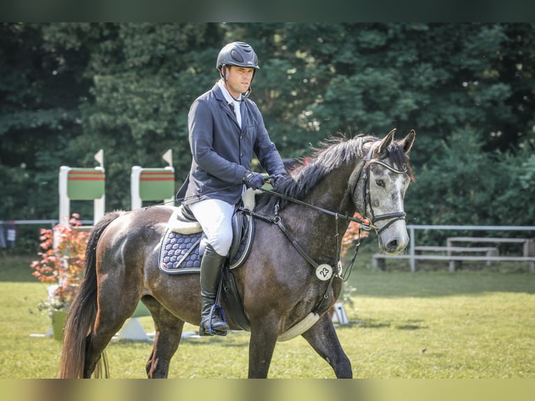 Caballo de deporte alemán Caballo castrado 5 años 163 cm Tordillo negro in Walternienburg