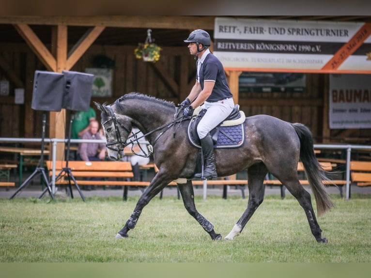 Caballo de deporte alemán Caballo castrado 5 años 163 cm Tordillo negro in Walternienburg