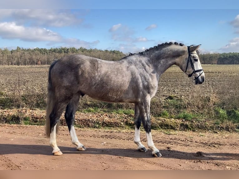 Caballo de deporte alemán Caballo castrado 5 años 163 cm Tordo in Bismark (Altmark) OT Gr&#xE4;venitz