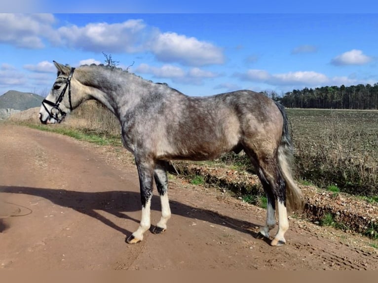 Caballo de deporte alemán Caballo castrado 5 años 163 cm Tordo in Bismark (Altmark) OT Gr&#xE4;venitz