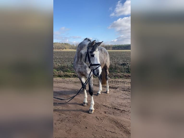 Caballo de deporte alemán Caballo castrado 5 años 163 cm Tordo in Bismark (Altmark) OT Gr&#xE4;venitz